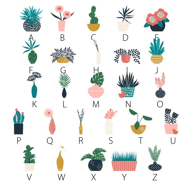Panorama Plants - Image 2