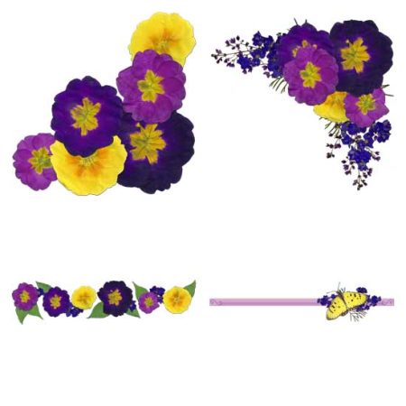 Pressed Primrose