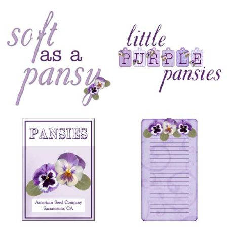 Purple Pansies